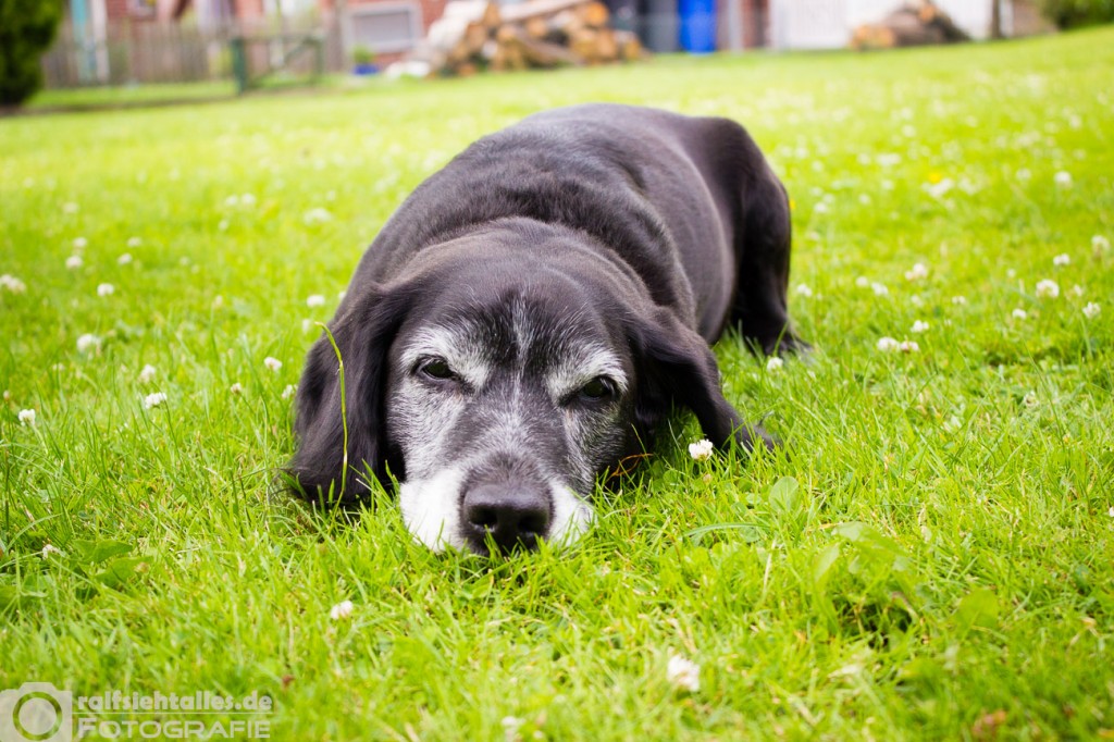 Schlafende_Hunde