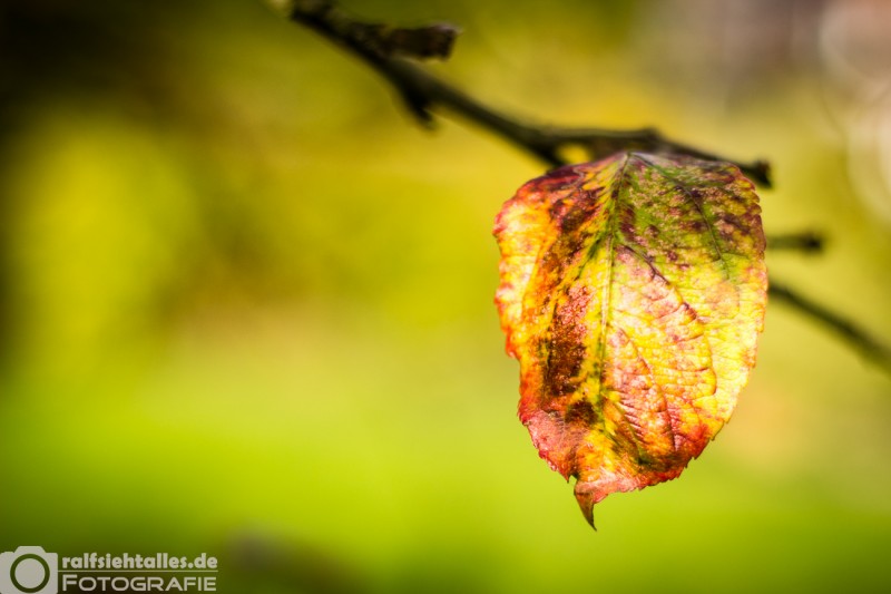 Herbst