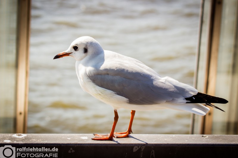 Möwe am Hamburger Jungfernstieg