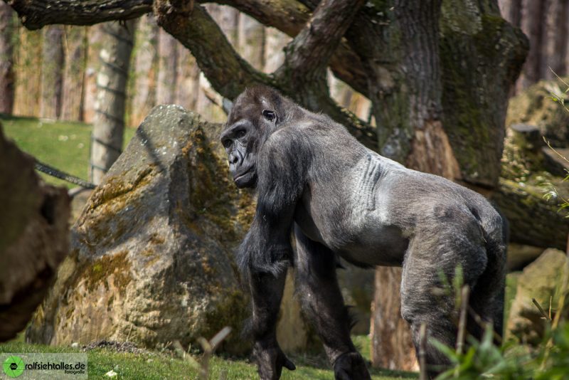 Gorilla im Zoo