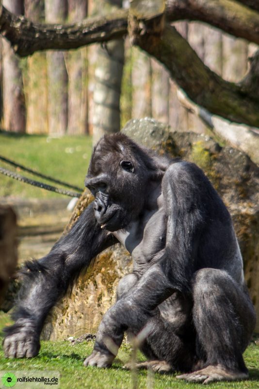 Gorilla im Allwetterzoo Münster