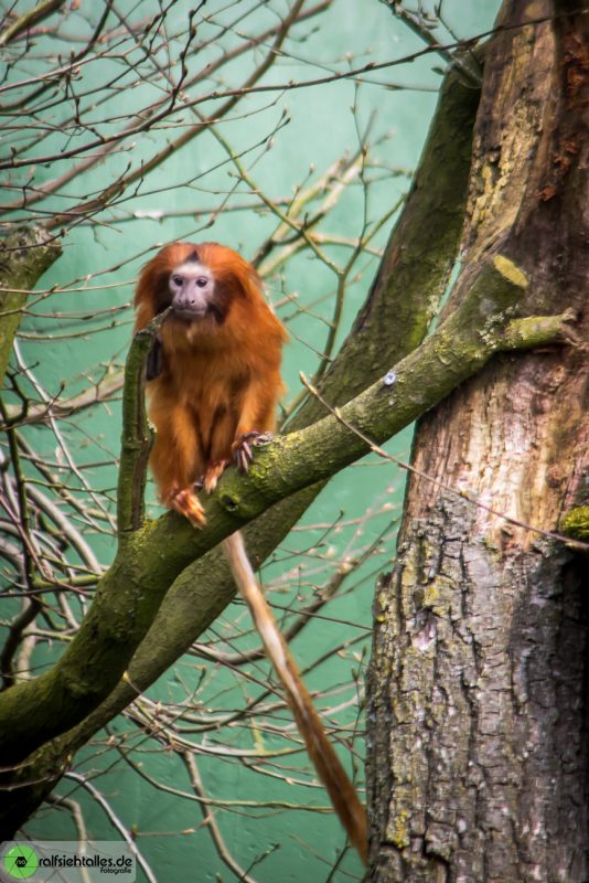 kleiner Affe auf dem Baum