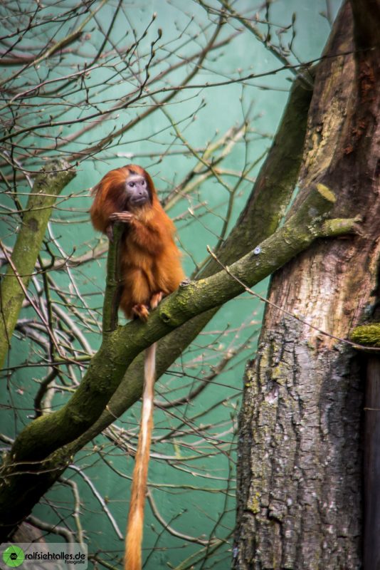 kleiner Affe im Geäst