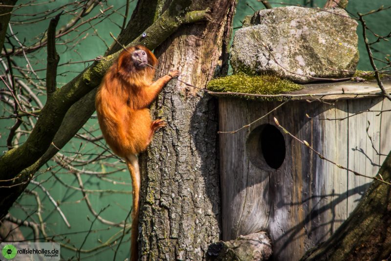 kleiner Affe auf dem Baum