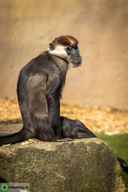 Affe sitzt auf Stein