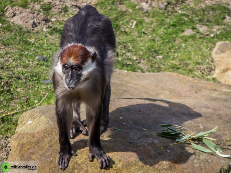 Affe auf einem Stein