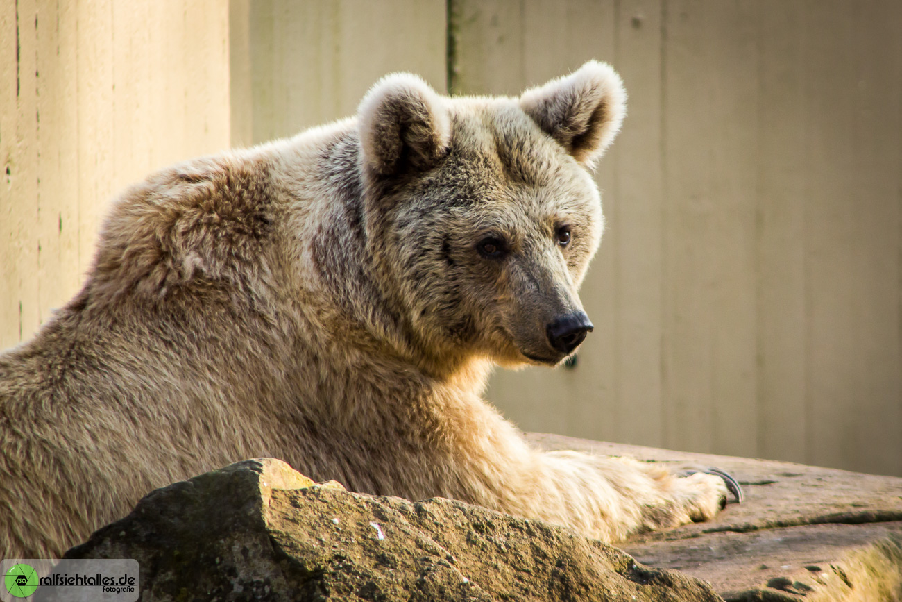 Braunbär im Allwetterzoo Münster