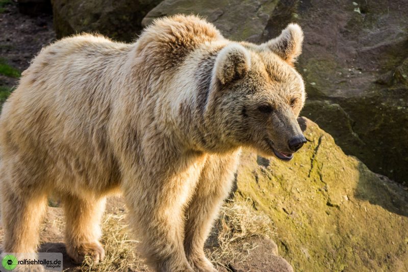 Braunbär auf Felsen