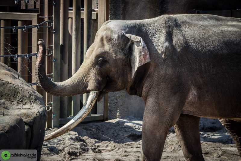 Elefant hebt Rüssel