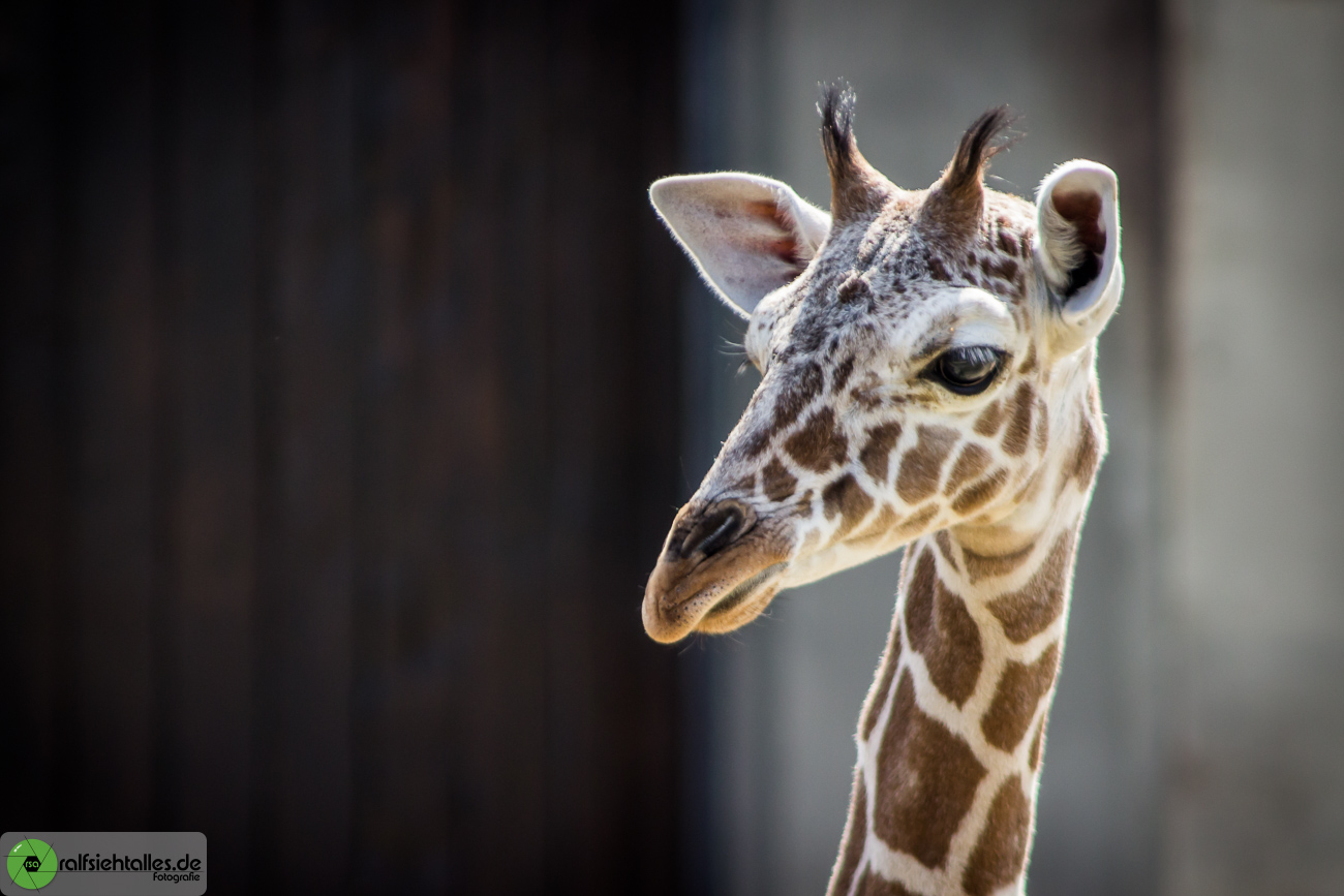 Giraffe im Allwetterzoo Münster