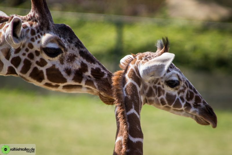 Giraffen-Mutter mit Kind