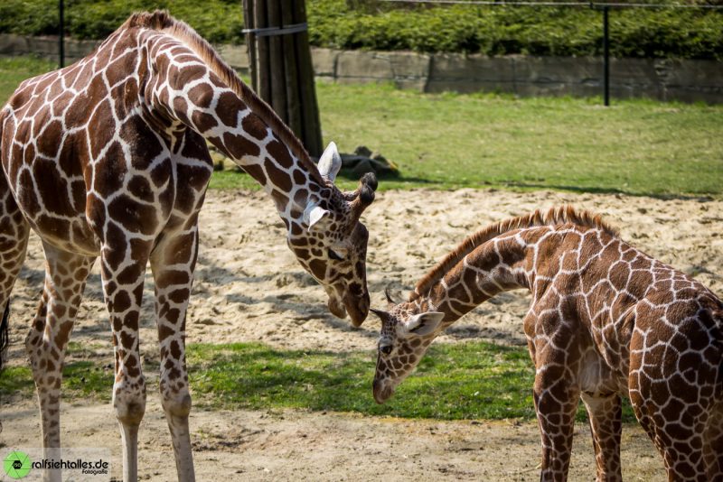 Giraffen-Mutter mit Kind