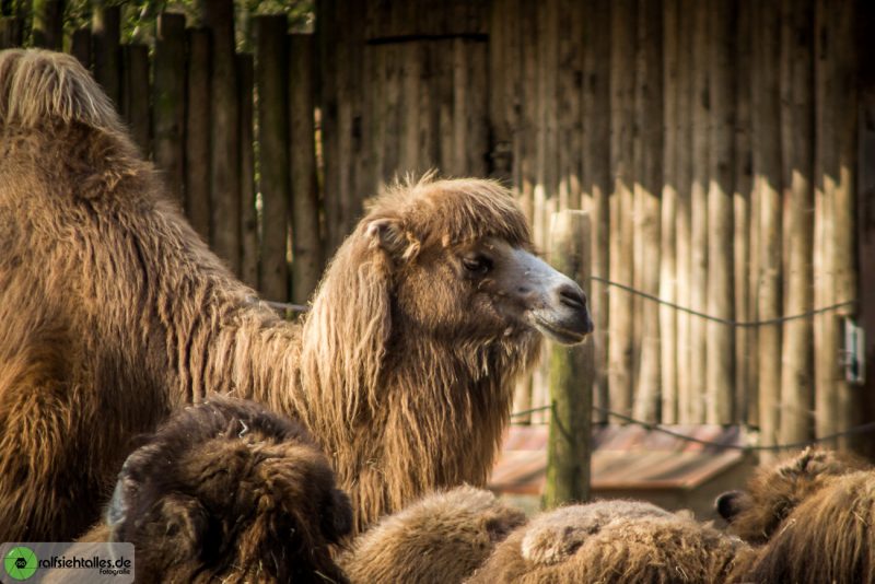 Kamel im münsterander Zoo