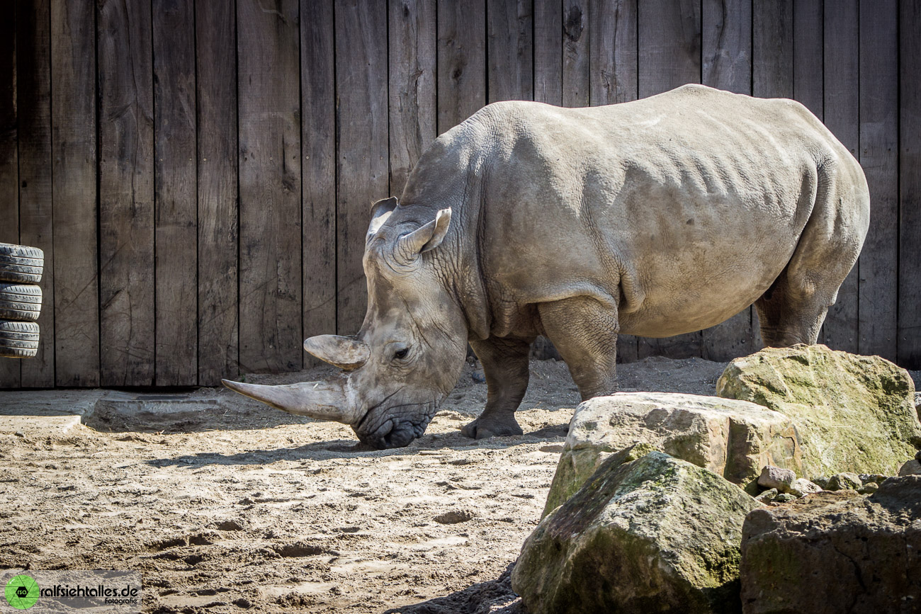 Nashorn im Allwetterzoo Münster