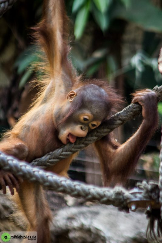 Orang Utan-Baby klettert