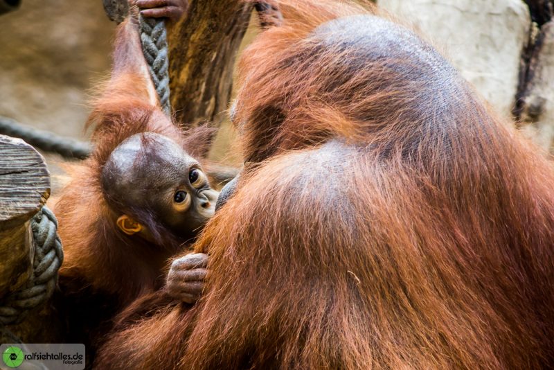 Orang Utan-Baby mit seiner Mutter