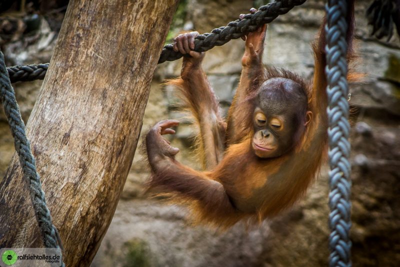 Orang Utan-Baby klettert