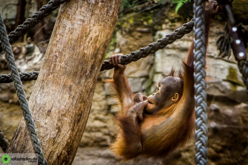 Orang Utan-Baby klettert