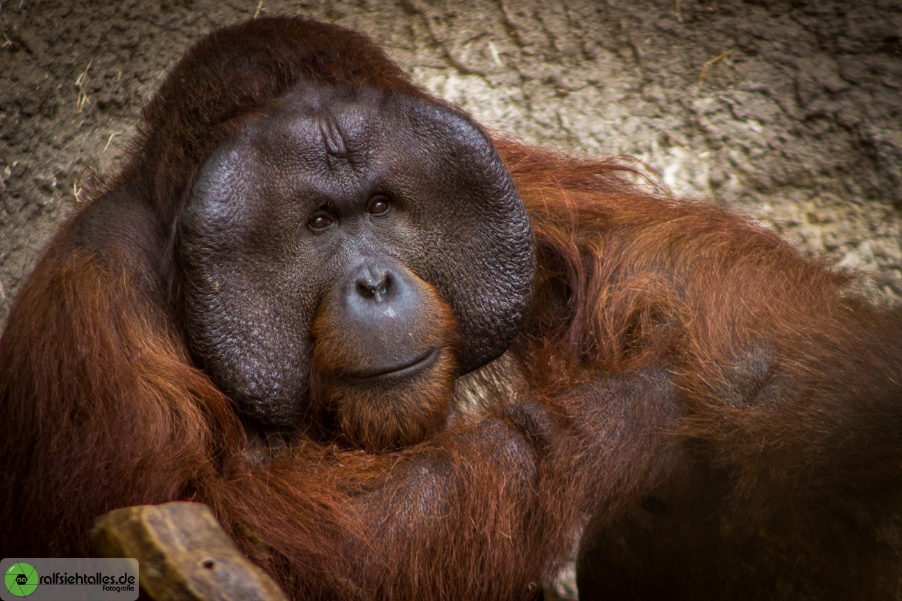 Das Orang Utan-Oberhaupt