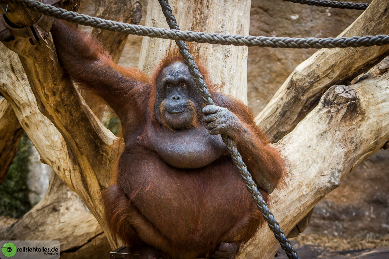 Ralf im Zoo - Teil 2 - Bei Familie Orang Utan | ralfsiehtalles
