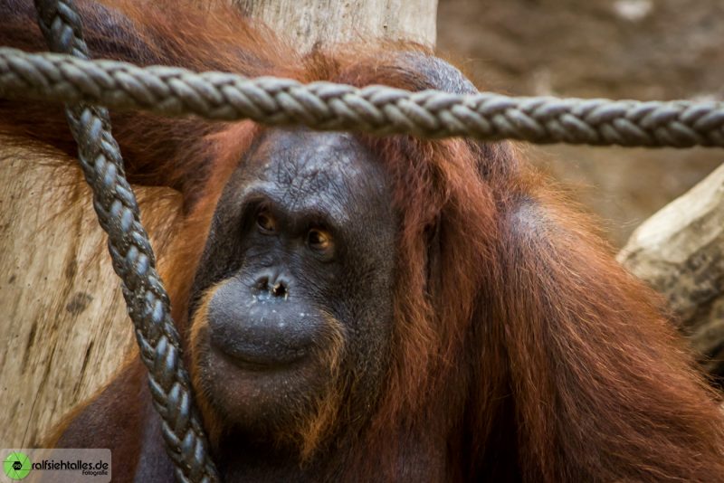 neugieriger Orang Utan