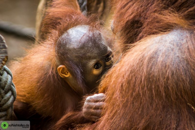 Orang Utan-Baby mit seiner Mutter