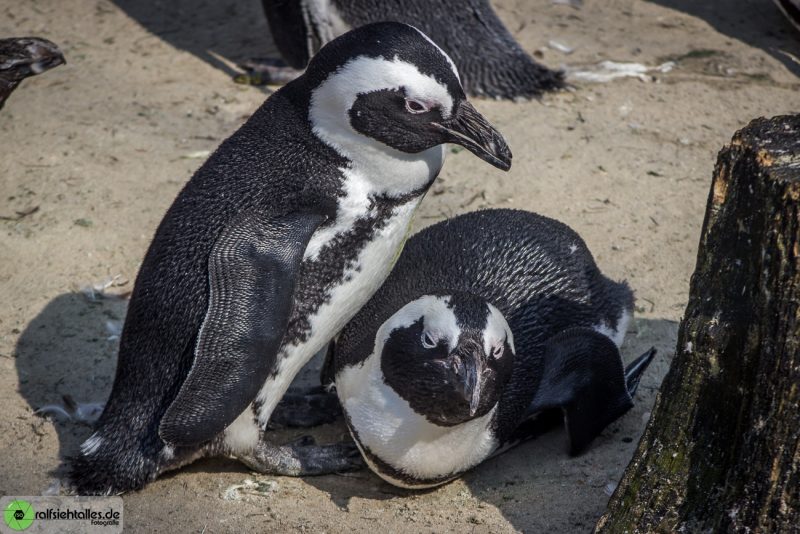 Pinguine im Allwetterzoo in Münster