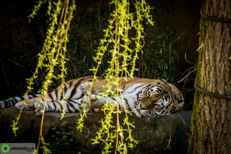 entspannt liegt der Tiger auf einem Stein