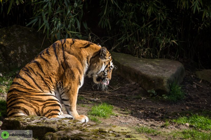 Tiger im Allwetterzoo Münster