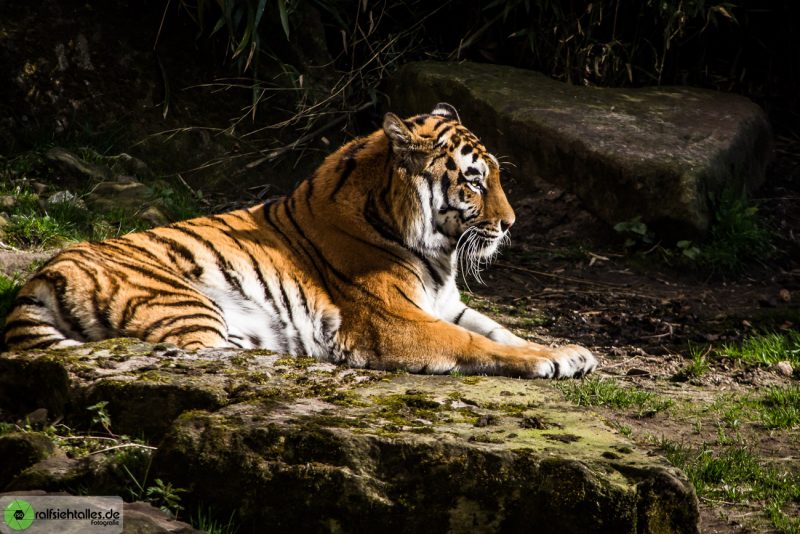 Tiger im Allwetterzoo Münster