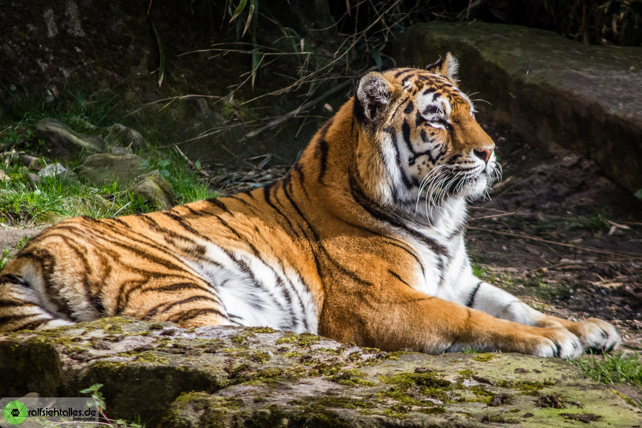 Tiger im Allwetterzoo