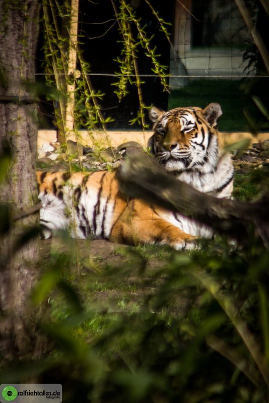 Tiger im Allwetterzoo Münster