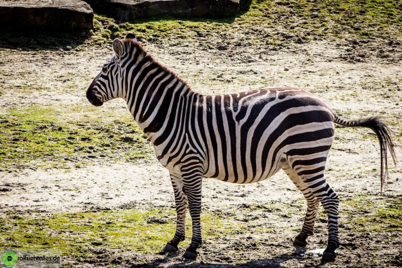 Zebra im Zoo in Münster