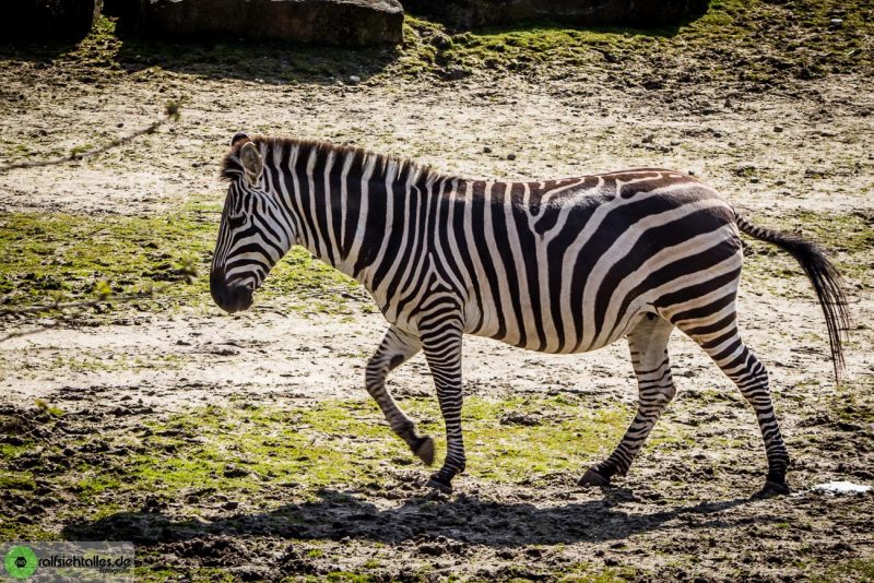 Zebra