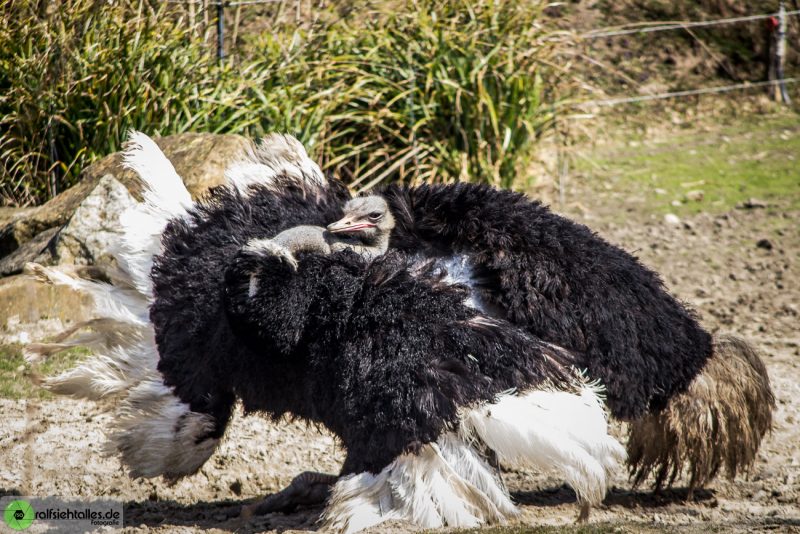 Ein balzender Strauß