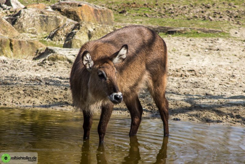 Am Wasserloch des Zoos