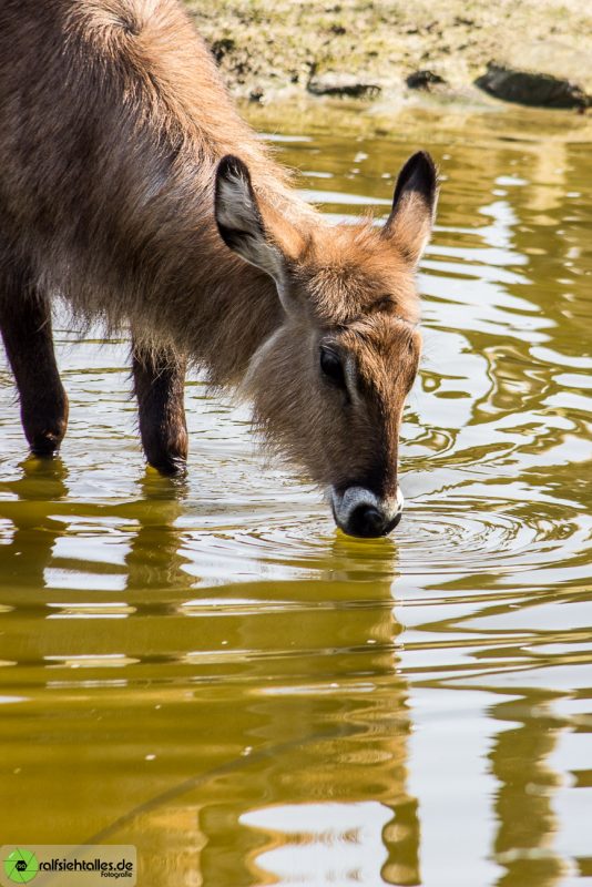 Am Wasserloch des Zoos