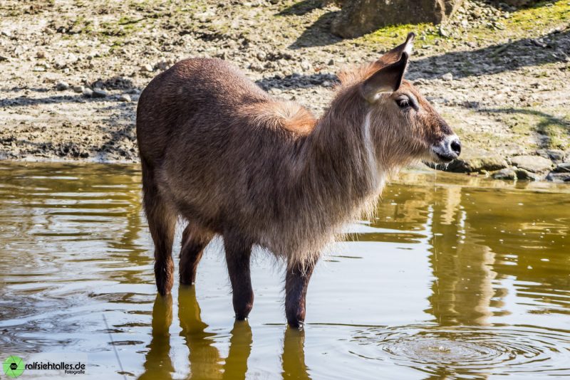 Am Wasserloch des Zoos