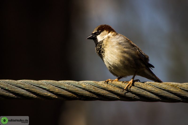 Spatz am Elefantengehege