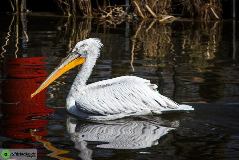 Wasservogel im Zoo in Münster