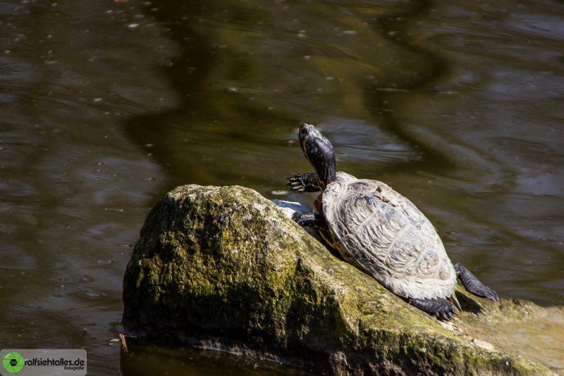 Schildkröte