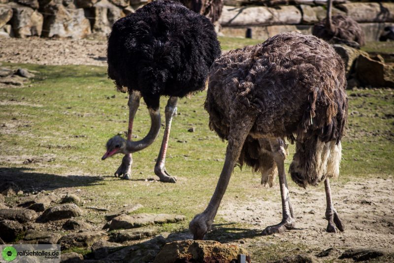 Straußen im Zoo