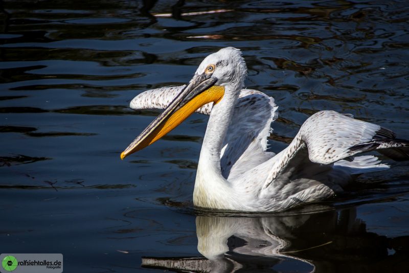 Vögel im Zoo in Münster