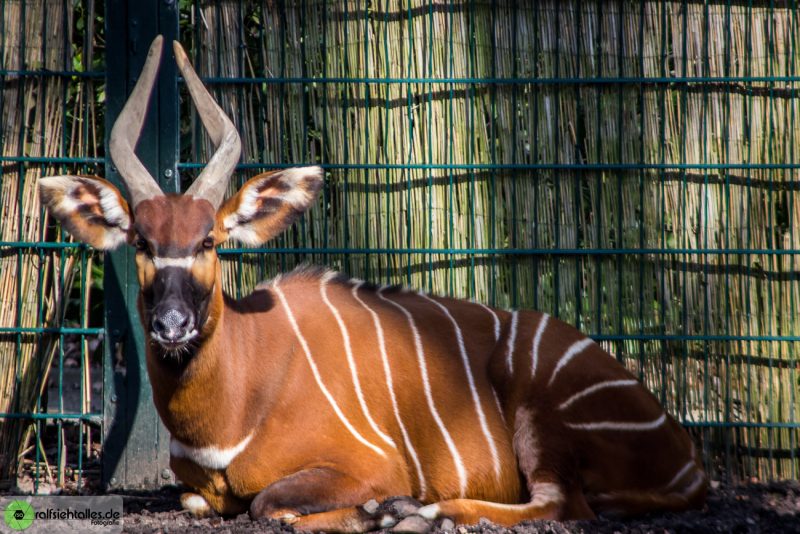 Tiere aus dem Allwetterzoo in Münster