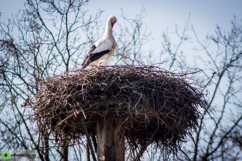 Störche im Allwetterzoo