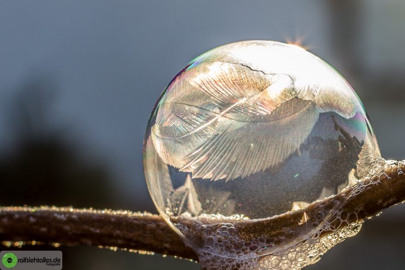 frozen soap bubble on a tree